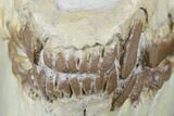 Fossil Oreodont (Merycoidodon) Skull - Wyoming #176530-8